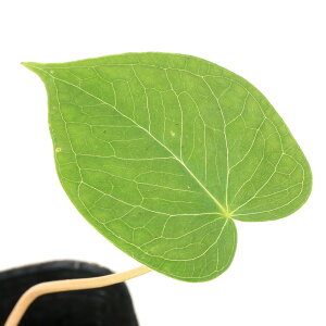 iR쑐jeiVEiV쐯jArisaema@franchetianum@1@3i1|bgjixԁj