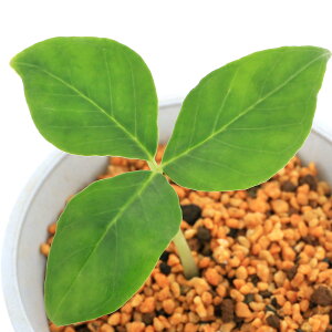 iR쑐jeiVEiV쐯jArisaema@guangxiense@4`4D5i1|bgjixԁj