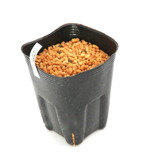 iR쑐jeiVEiV쐯jY}CdeiVEiߓV쐯jSTCY@1@3i1|bgjixԁj