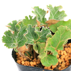 iR쑐jV_irjqtCI_J@펂q@3i1|bgjΐN