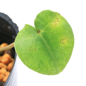 iR쑐jJAICijJAICiKj3i1|bgj