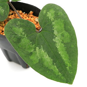 iR쑐jJAICij^CgTCViԍאhj@p@RY@3i1|bgjÓT|