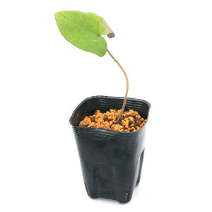 iR쑐jJAICijOXNJAICi銦j3i1|bgj