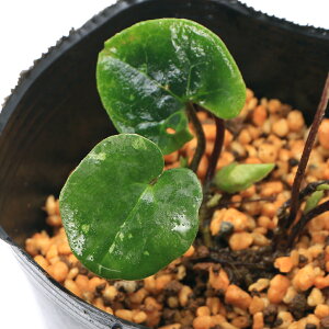 iR쑐jJAICijRTCViRאhjpY@3i1|bgj