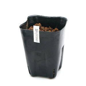 iR쑐jJAICijALULqJAICiHPj3i1|bgjÓT|