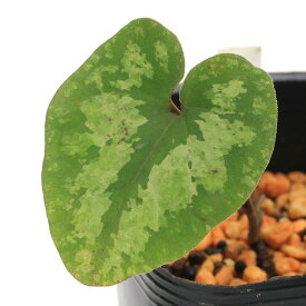 （山野草）カンアオイ（寒葵）品種系細辛　八重咲ウンゼンカンアオイ　有明　3号（1ポット）