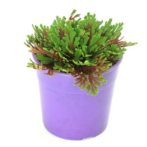 iR쑐jV_irjinCqo@gEixjNWNj2D5`3i1|bgjÓT|