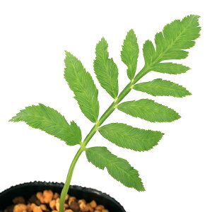 iR쑐jV_irjEr^C@cc@3i1|bgjΐN