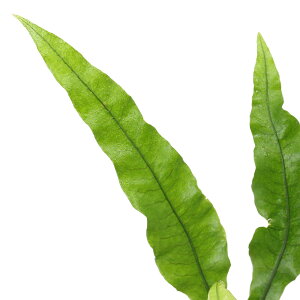 (山野草)シダ(羊歯)品種系シダ 波葉ヤリノホクリハラン(波葉槍ノ穂栗葉蘭)3号(1ポット)常緑性多年草