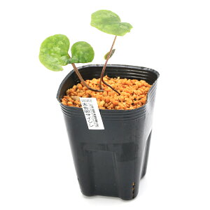 iR쑐jJAICijDtTCViDtאhj3i1|bgjÓT|