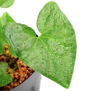 iR쑐jJAICijEAICitjfS@3i1|bgjÓT|