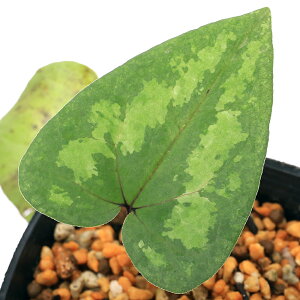 iR쑐jJAICij}~JAICi۔j3i1|bgjÓT|