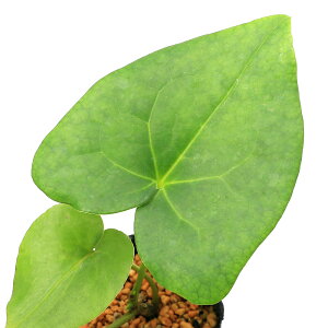 iR쑐jJAICijIjJAICiSj@fS@3i1|bgj