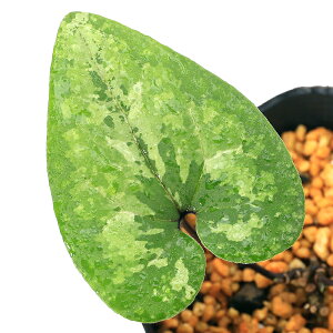 iR쑐jJAICijTRJAICiO؊j3i1|bgjÓT|