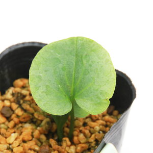 iR쑐jJAICijqJAICiPj@򕌌Y@3i1|bgj@ÓT|