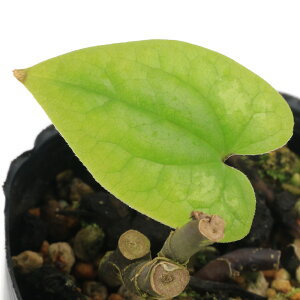 �i�R�쑐�j�J���A�I�C�i�����j�A�T�����@�y�e���b�e�B�iAsarum�@petelotii�@�g�����j�@3���i1�|�b�g�j