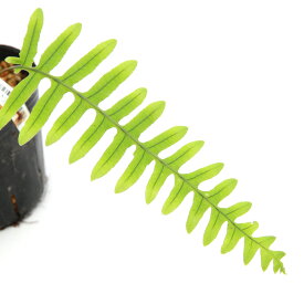 （山野草）シダ（羊歯）タイワンアオネカズラ（台湾青根葛）3号（1ポット）常緑性多年草