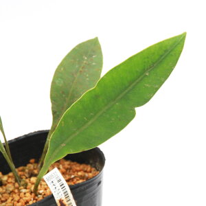 iR쑐jV_irjILiAcC^@pYij3i1|bgjΐN