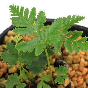 iR쑐jV_irjV}LNVmuieEj3i1|bgjΐN