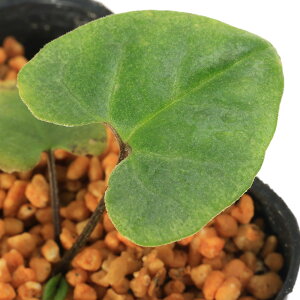 iR쑐jJAICijTCViאhj@p암Y@3i1|bgjÓT|