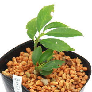 iR쑐jEC\EiGґjpY@3i1|bgjiProcris@laevigatajixԁj