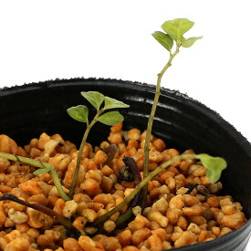 （山野草）クニガミサンショウヅル（国頭山椒蔓）3号（1ポット）（休眠状態）