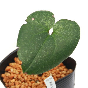 iR쑐jJAICijTkLJAICi]򊦈j3i1|bgjÓT|