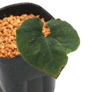 iR쑐jJAICij^ԃTCV@AT@Avt[@pY@3i1|bgjÓT|