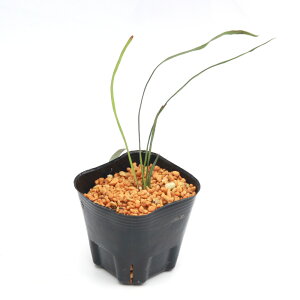 iR쑐jV_irjqVViPqj3i1|bgjΐN