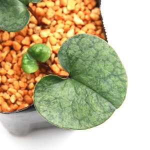 iR쑐jJAICijinאh@q×ZJNJAIC@t@3i1|bgj