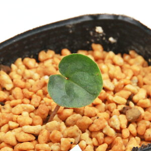 iR쑐jJAICij`SJAICitj@3i1|bgj