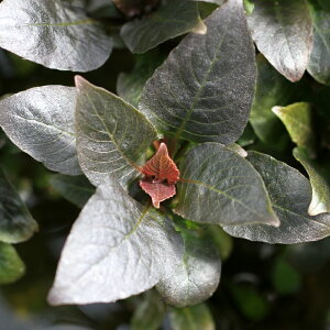 ijevvg@RpNgitji_ji3{j