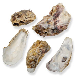 JLK@5@߁@PH@_J@@ь@AtJVNbh@֓