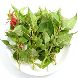 iϗtAjY@ƂꂽĐn[u@Z[W@30g@@@K