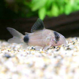 （熱帯魚）コリドラス・パンダ（ワイルド）（1匹）　北海道・九州航空便要保温