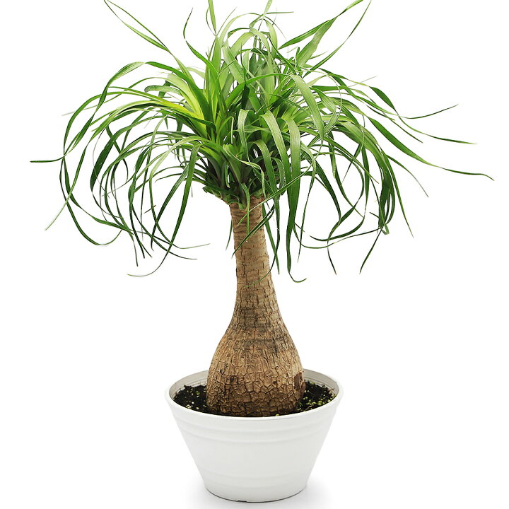 楽天市場】（観葉植物）トックリラン ノリナ ポニーテール 7号（1鉢 