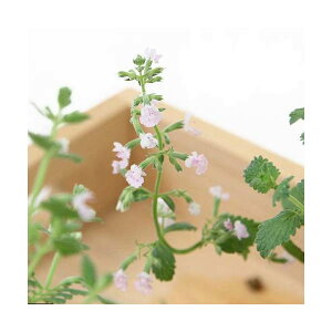 iϗtAjn[uc@~g@Lbg~g@sN@3i1|bgj@ƒ؉