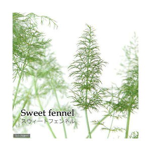 iϗtAjn[uc@tFl@XC[g@3i1|bgj@ƒ؉