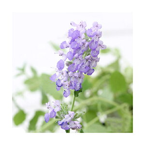 iϗtAjn[uc@~g@Lbg~g@u[@3i3|bgj@ƒ؉