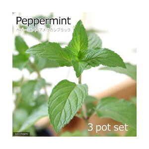 iϗtAjn[uc@~g@yp[~g@AJubN@3i3|bgj@ƒ؉