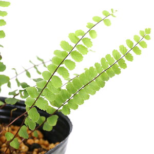 iR쑐jV_irj`ZV_iAXvjE@gR}lXj3i1|bgjΐN