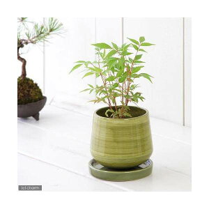 (山野草)盆栽 ハゼノキ(櫨の木) 苗 3号(1ポット)(休眠状態)