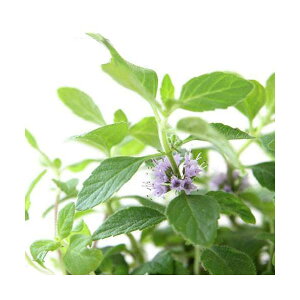 iϗtAjn[uc@~g@oii~g@3i1|bgj@ƒ؉