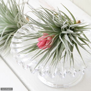 iϗtAjGA[vc@`WA@RbgLfB@sNi1j