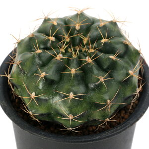 iAjT{e@MmJLE@[_ہ@֊ہ@3i1j