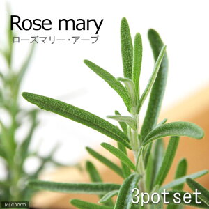 iϗtAjn[uc@[Y}[@A[v@@3i3|bgj@ƒ؉