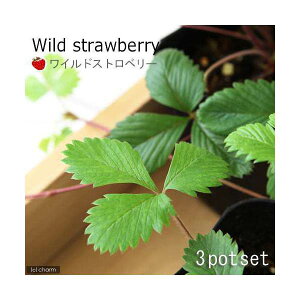 iϗtAjn[uc@ChXgx[@3i3|bgj@ƒ؉