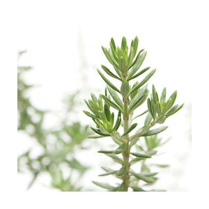 iϗtAjn[uc@EFXgMA@zCg@3i1|bgj@ƒ؉@I[W[vc