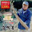 ＼クーポン利用で5500円／ 静岡県産 自然薯 約1kg (2～3本入り) 送料無料 お取り寄せ プレゼント ギフト 御歳暮 お歳暮 おすすめ 山芋 とろろ 掛川いも汁