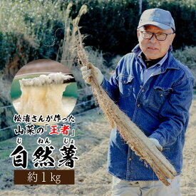 静岡県産 自然薯 約1kg (2～3本入り) 送料無料 お取り寄せ プレゼント ギフト 御歳暮 お歳暮 おすすめ 山芋 とろろ 掛川いも汁